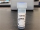 Great Secondary Antibody for Immunofluorescence