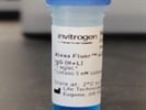 Alexa Fluor 647 Secondary Fluorescent Antibody for Immunofluorescence