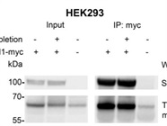 Pierce IP Lysis Buffer Used to Lyse Cells for Coimmunoprecipitation