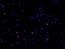 Great Oligodendrocyte Marker for Immunofluorescence