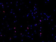 Great Oligodendrocyte Marker for Immunofluorescence