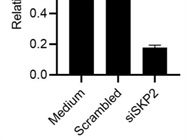 SKP2 siRNA Knocking Down SKP2 in Keratinocytes