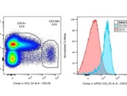 Very Good Anti-CD155 Antibody