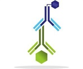 Characterizing the COVID immune response