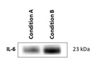 Great IL-6 (D3K2N) Rabbit mAb