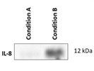 Good Anti-IL-8 Antibody [807] for Western Blot