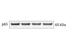 NF-kappaB p65 (D14E12) XP® Rabbit mAb for Western Blot