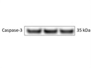 Caspase-3 Antibody for Western Blot