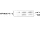 Cleaved Caspase 3 (Asp175) Antibody for Western Blot