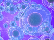 Culturing and Maintaining Stem Cells