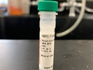 Time Course of OPA1 Expression by Chemoattractant