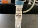Time Course of TRPC3 Expression by Chemoattractant
