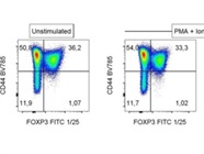 Good Anti FOXP3 Antibody