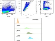Good Anti-Mouse CD48