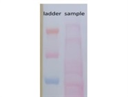 Protein Ladder Ideal to Track Protein Bands of 10-260 kDa in Gel and Western Blot