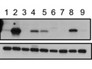 Very Specific Antibody