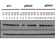 PTEN Rabbit in Monoclonal Antibody
