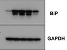 BIP Rabbit Monoclonal Antibody