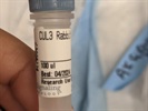 Great CUL3 Antibody