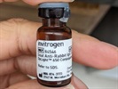 Great Secondary Antibody