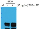 Excellent Anti-AML1 Antibody