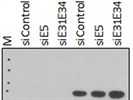 Anti-ORC2 Antibody Works Well