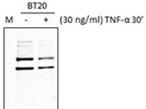 Great Anti-p-S727-Stat3 Antibody