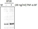 Great Anti-SMURF1 Antibody