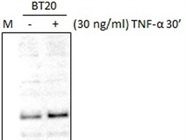 Great Anti-SMURF1 Antibody
