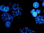 Unlocking Biological Insights with Fluorescence Microscopy
