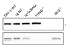 Rabbit Monoclonal Anti-Human IRF3