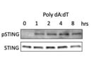 Rabbit mAb Specific for Human Phosphorus-STING