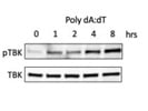High Quality Antibody Pair from Cell Signaling