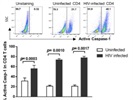 Great Caspase-1 Antibody