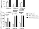 Great Caspase-3 Antibody