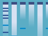 Nucleic Acid Electrophoresis Review and Troubleshooting Guide