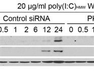 Good PKR siRNA from Santa Cruz Biotechnology