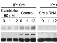Src Kinase Inhibitor I Works Well