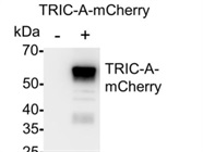 TMEM38A (G-12) Antibody Detects TRIC-A in Cell Lysates