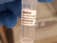 IgG Antibody Works Well