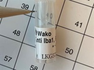 Iba1 Antibody Ideal for Spinal Cord Tissue