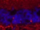 Good Synaptophysin Antibody from Novus Biologicals