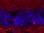 Good Synaptophysin Antibody from Novus Biologicals