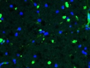 Good Anti-GFP Antibody for Immunofluorescence