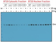EGF (236-EG) Protein Works Well