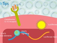 Watch Video: Using Recombinant Luciferase Reporter Cell Lines for High-Throughput Screening Readouts