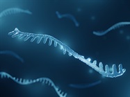 MicroRNAs as Drugs and Drug Targets