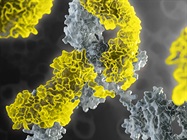 A High-Throughput Method for Optimizing Cell Line Development