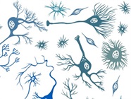 A Guide to Neuronal Cell Markers