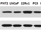 Detects ACSL3 in Prostate Cell Line
